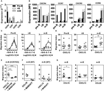 Coexpression of CCR7 and CXCR4 During B Cell Development Controls CXCR4 Responsiveness and Bone Marrow Homing